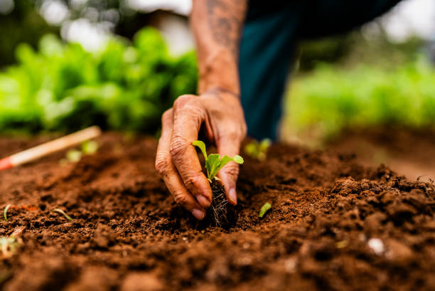 close up of a farmer planting a lettuce seedling on a community garden